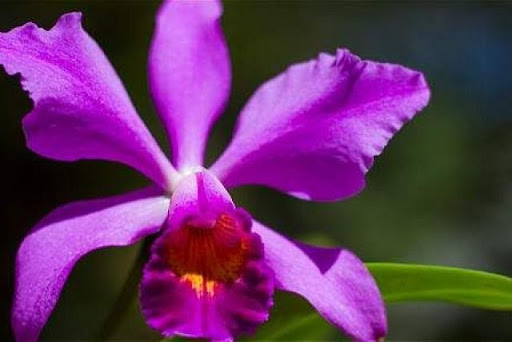 La orquídea