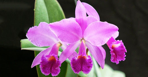 La Orquídea