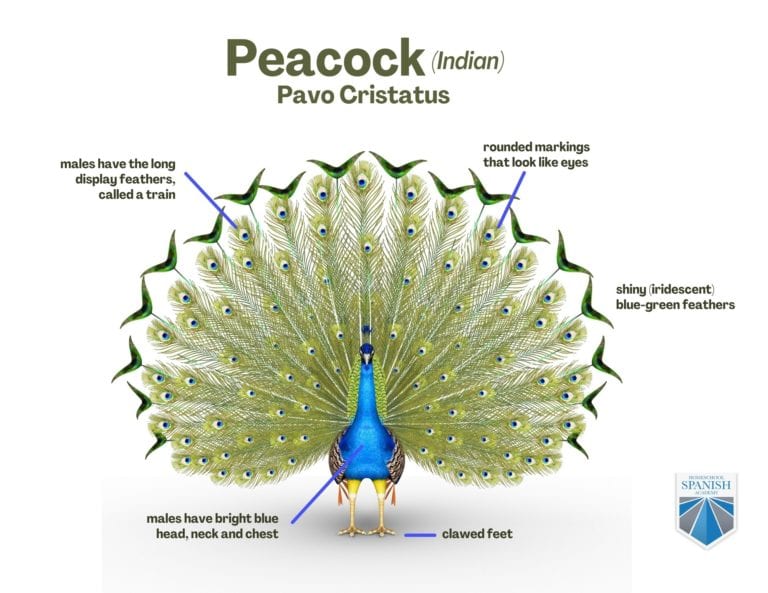 Peacock Facts and Activities (Free Spanish Lessons for Kids)