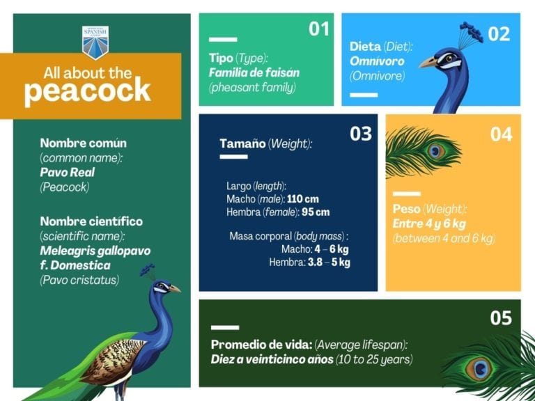 Peacock Facts and Activities (Free Spanish Lessons for Kids)