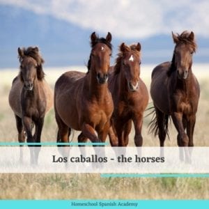 Equestrian in Spanish: Horseback Riding Vocabulary