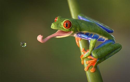 amphibians in Spanish