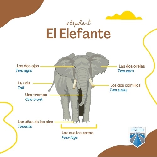 Elefante infographic