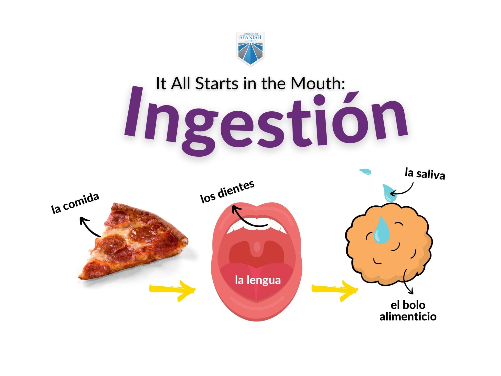 The Digestive System (Free Spanish Lessons for Kids)