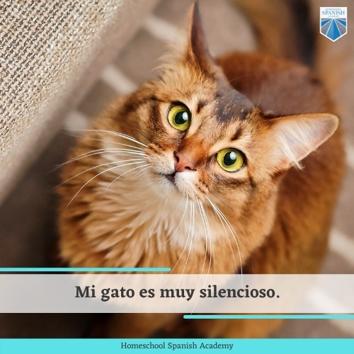 Pets in Spanish: Complete Vocabulary Lesson for Beginners