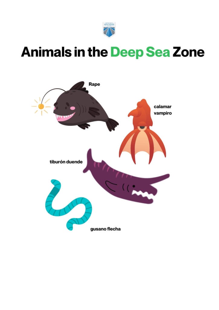 Exploring Ocean Animals (Free Spanish Lessons for Kids)