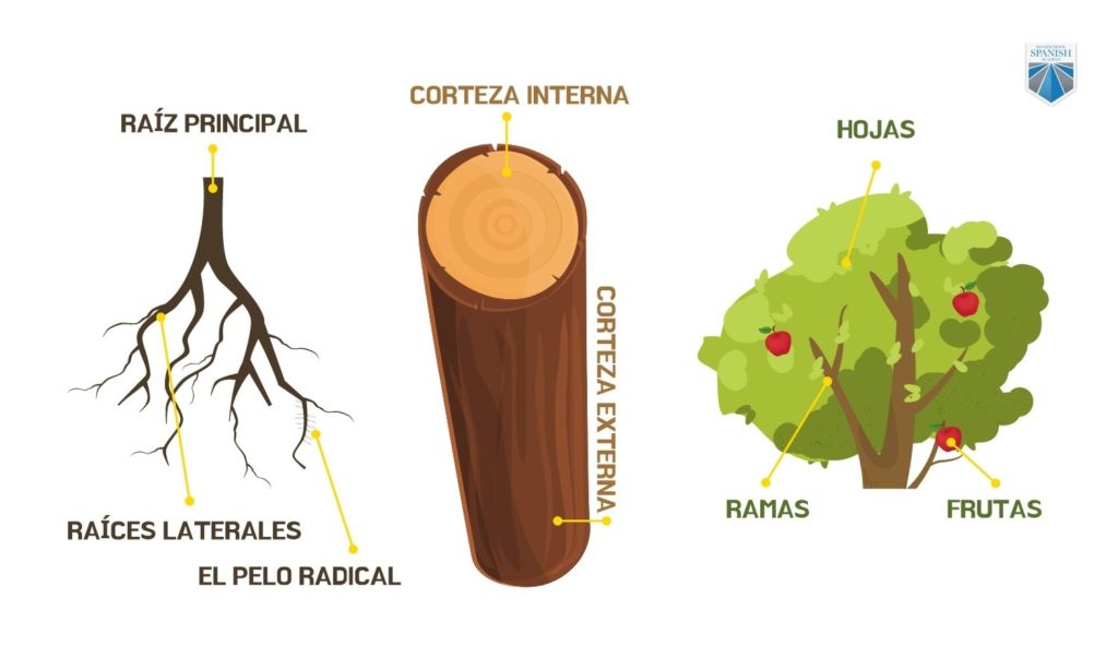 trees in Spanish