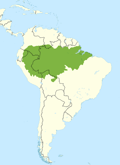 Rainforest Map