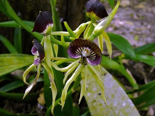 Belize National Flower