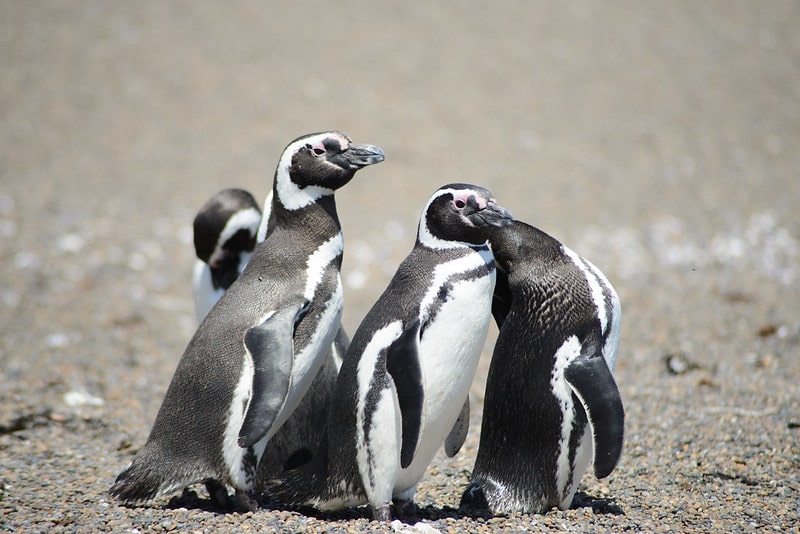 Patagonia Penguins