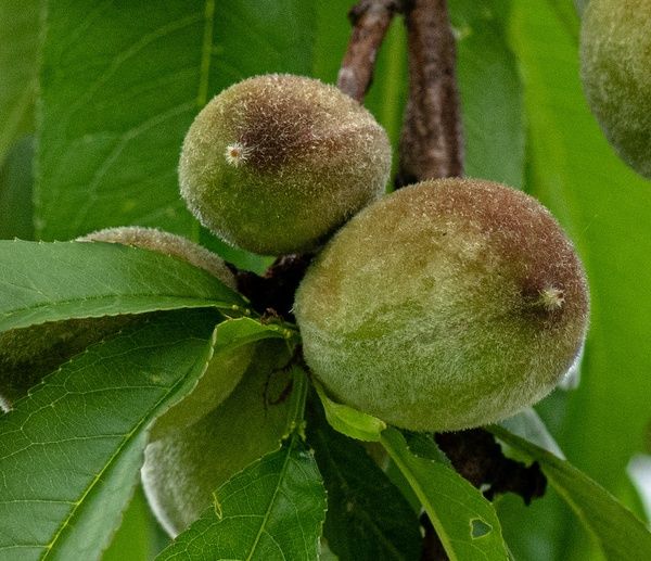 Latin American economy