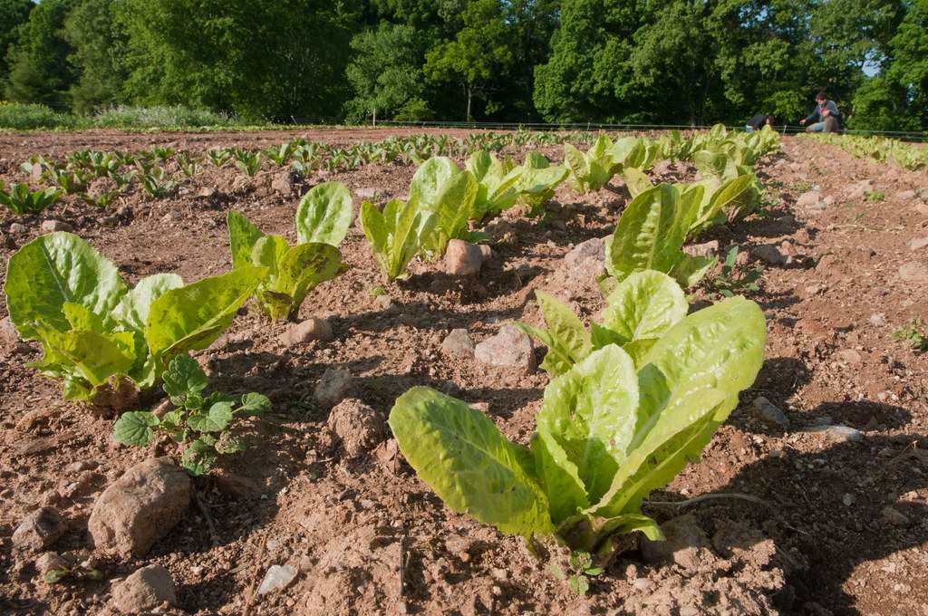 Latin American economy