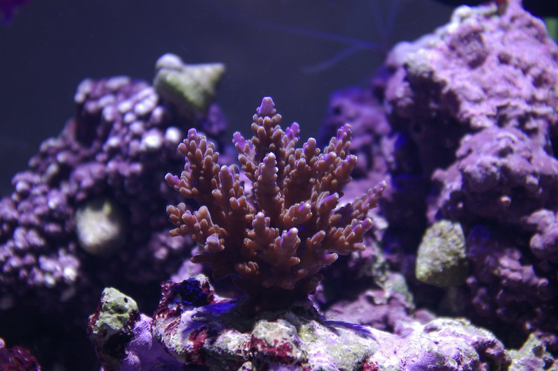 Mesoamerican Reef
