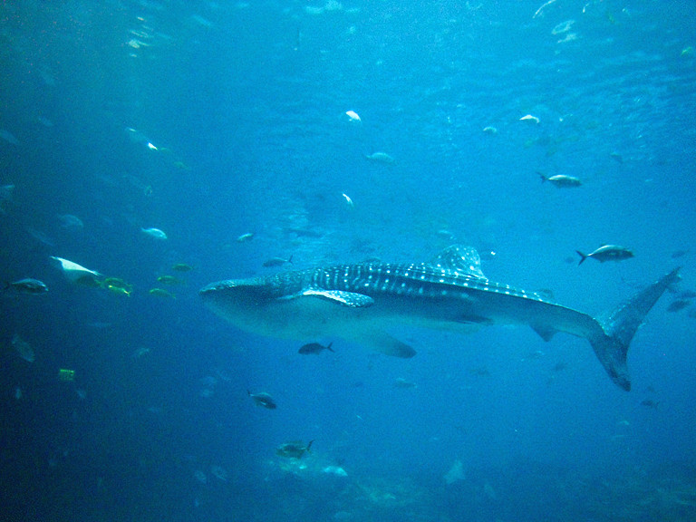 Mesoamerican Reef