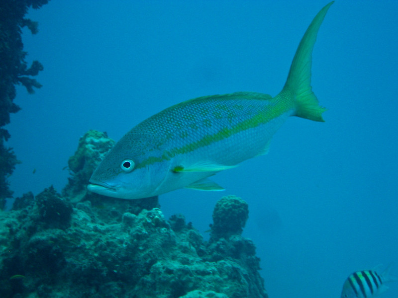 Mesoamerican Reef