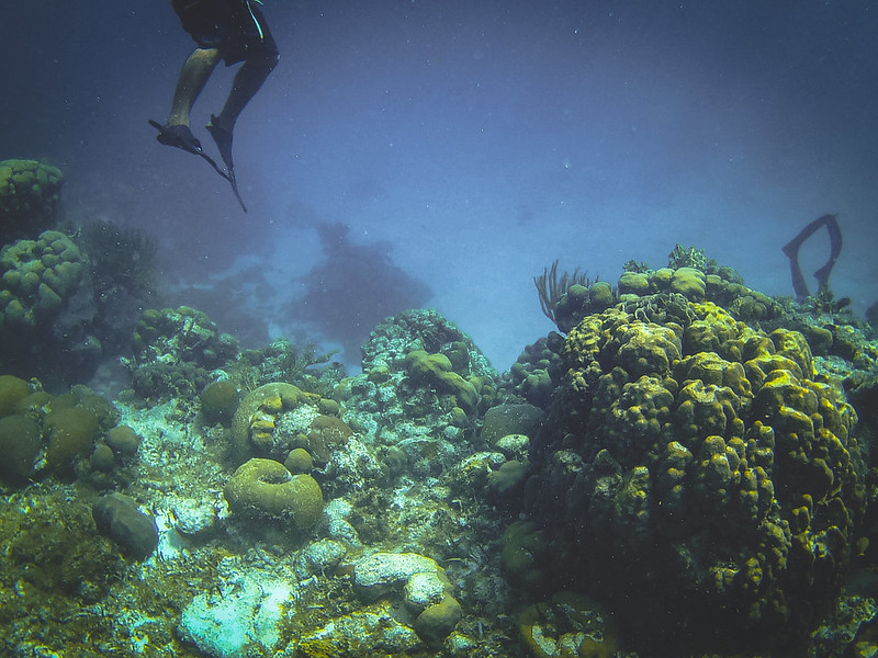 Mesoamerican Reef