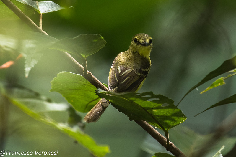 Panama ecotourism