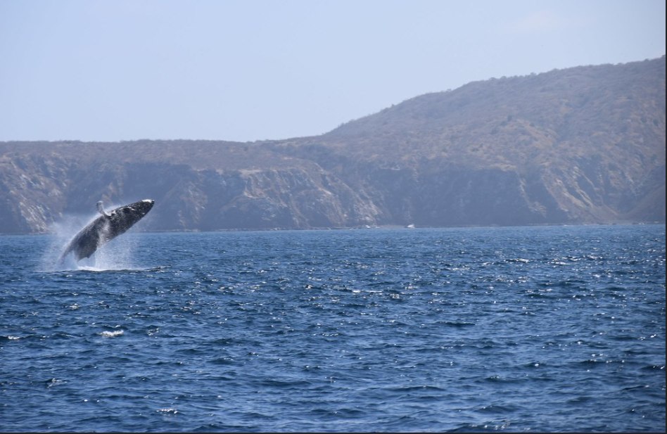 best places for whale watching