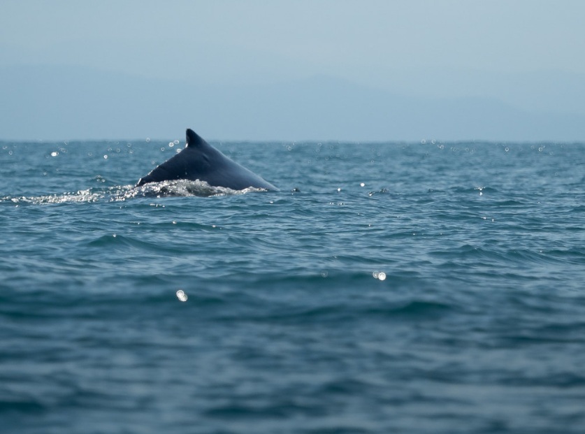 best places for whale watching