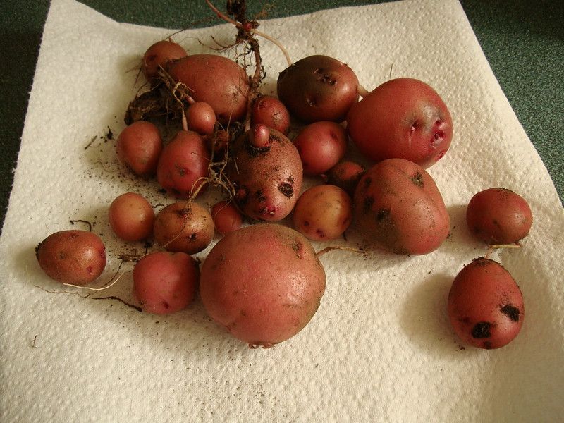 Latin American traditions