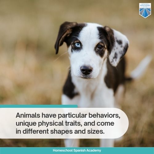 Animals have particular behaviors, unique physical traits, and come in different shapes and sizes.
