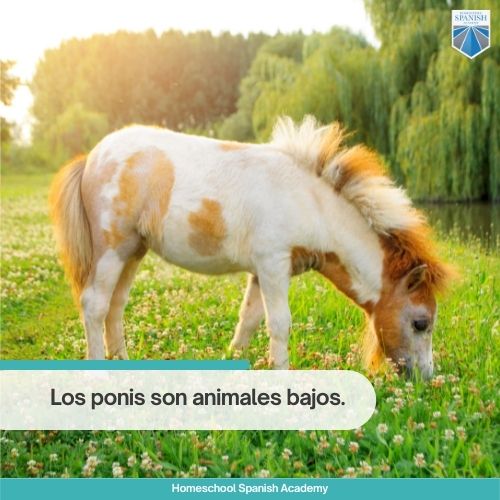 Los ponis son animales bajos.
