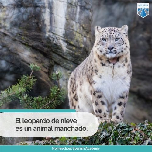 El leopardo de nieve es un animal manchado. 
