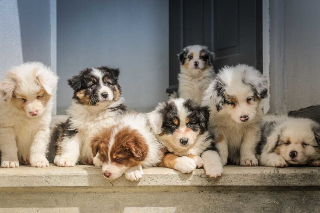 Photo of many dogs