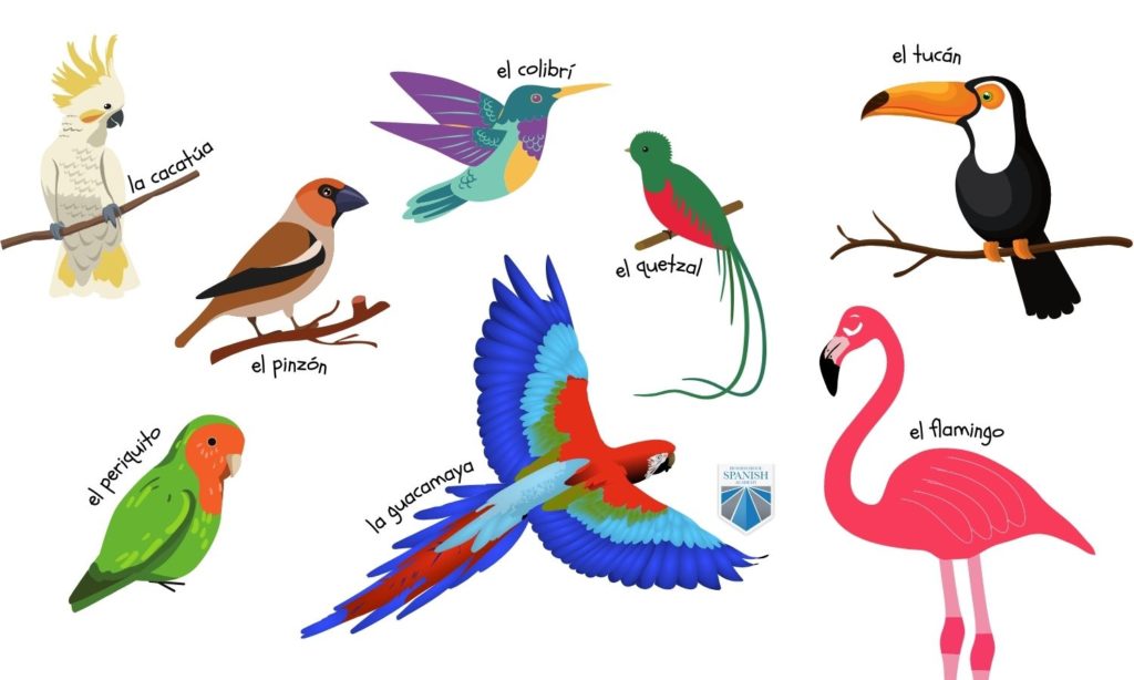 Tropical Birds infographic