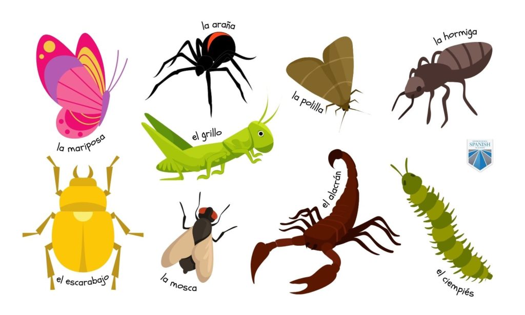 Tropical Insects infographic