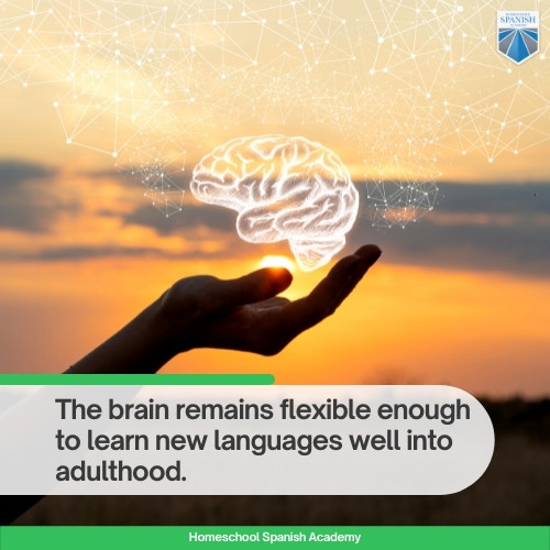 the brain remains flexible enough to learn new languages well into adulthood.