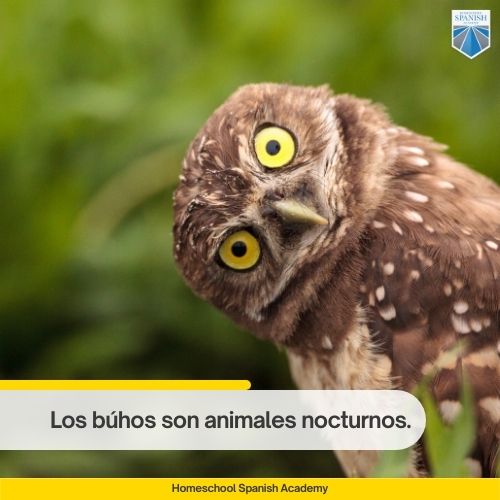 Los búhos son animales nocturnos.