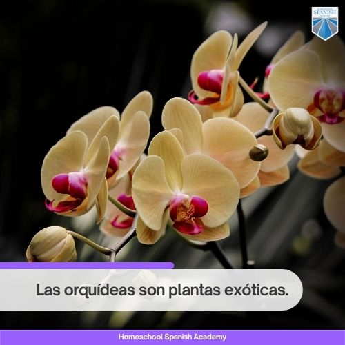 Las orquídeas son plantas exóticas.
