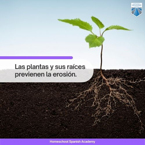 Las plantas y sus raíces previenen la erosión.
