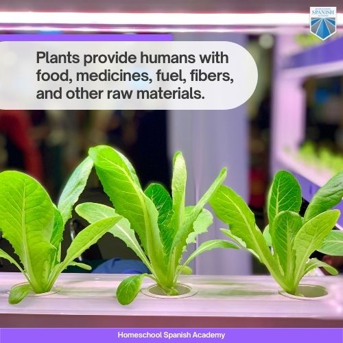 Plants provide humans with food, medicines, fuel, fibers, and other raw materials.