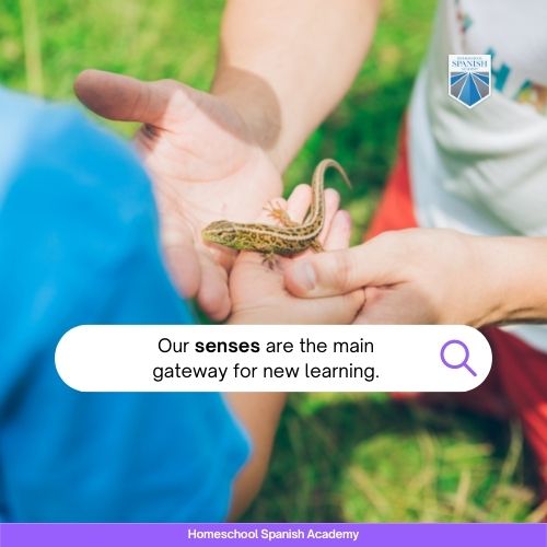 five senses in Spanish example: our senses are the main gateway for new learning.