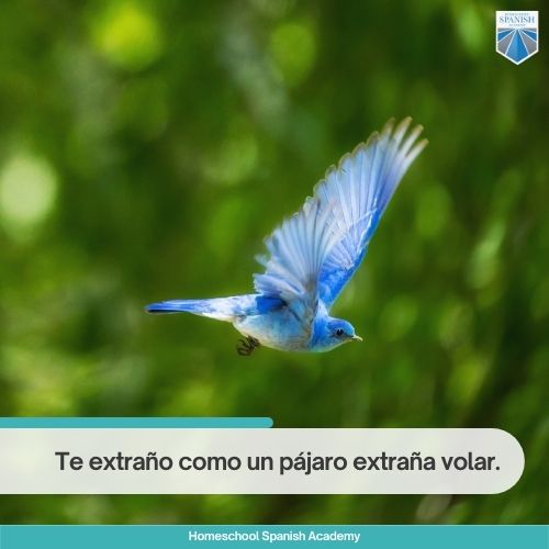 Te extraño como un pájaro extraña volar. 