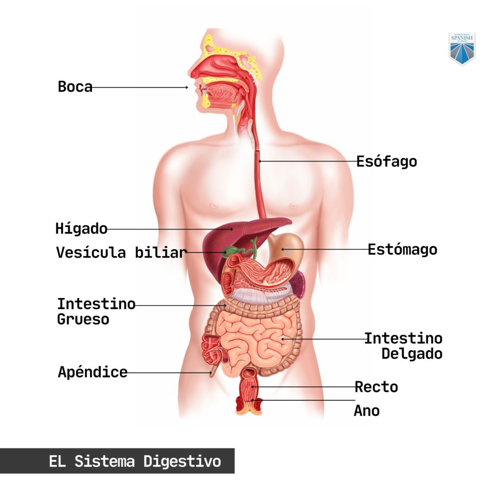 The Digestive System infographic