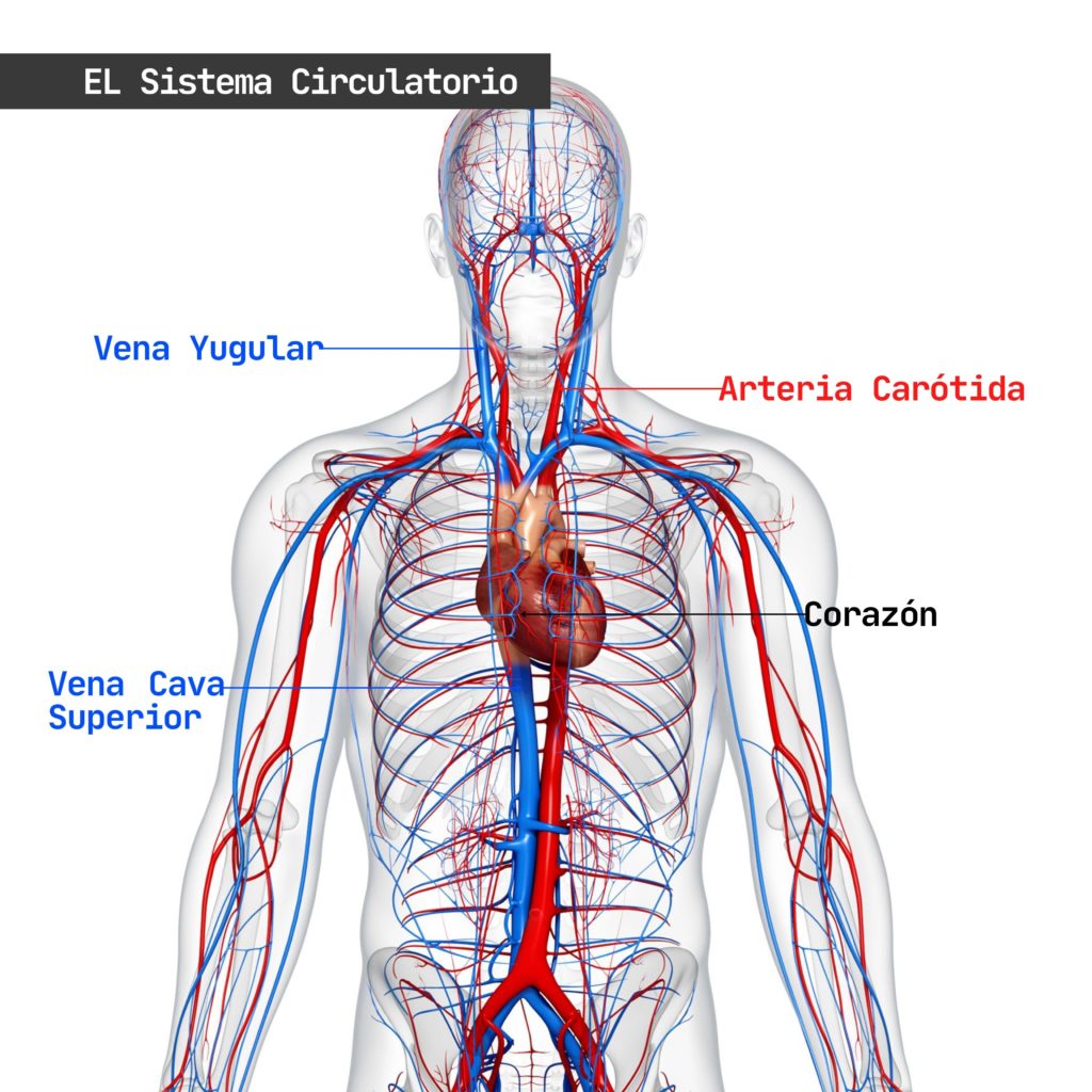 The Circulatory System infographic