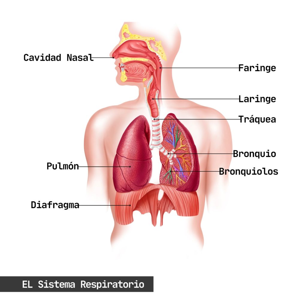 The Respiratory System infographic