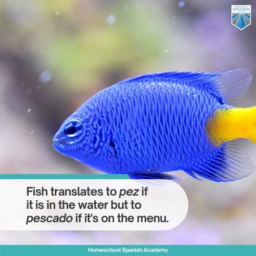 Fish translates to pez if it is in the water but to pescado if it's on the menu.