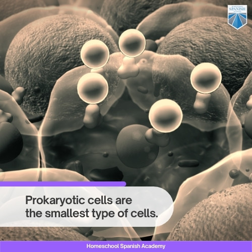 Prokaryotic cells - Células procariotas 