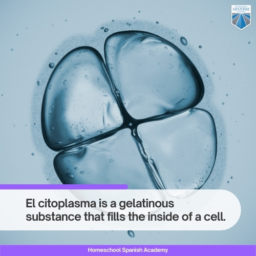 Cytoplasm - Citoplasma 