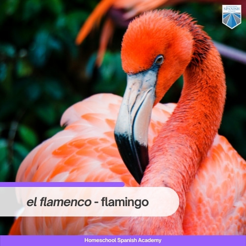 el flamenco